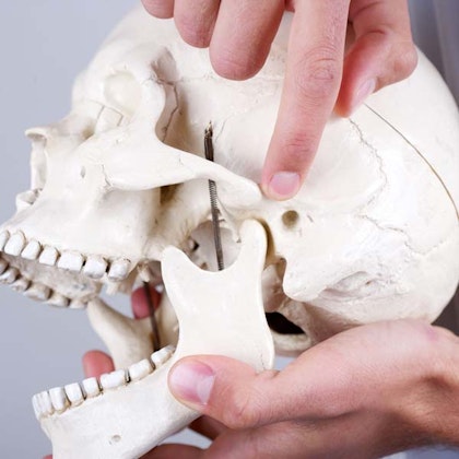 Dentist examining jaw and skull model to explain TMJ structure